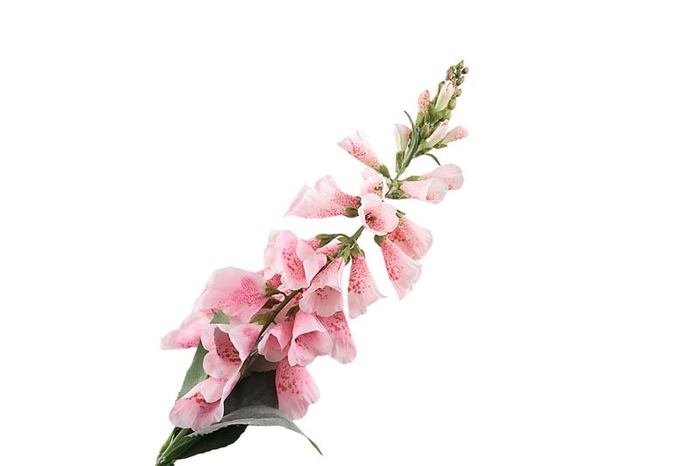 <h4>Digitalis Pink Light</h4>
