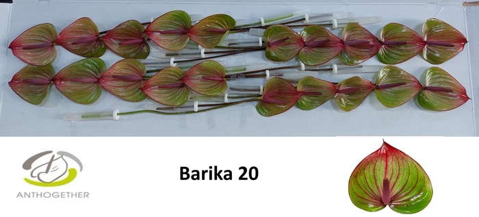 <h4>ANTH A BARIKA 20</h4>