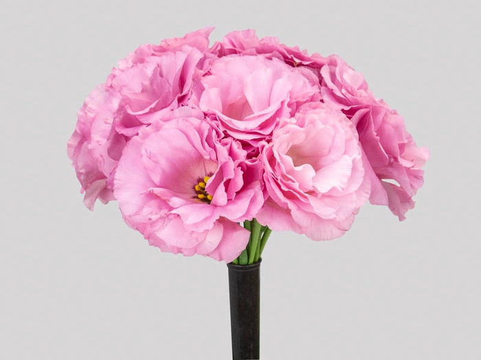 LISIANTHUS FLOR ROSA