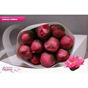Paeonia Salmon Chiffon | Heavy Quality