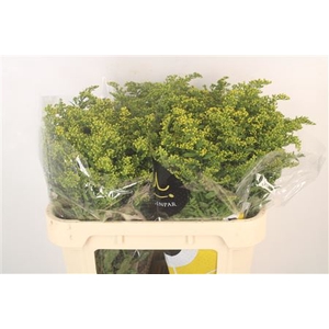 Solidago Carzan Glory