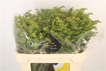 <h4>Solidago Carzan Glory</h4>