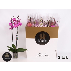 PHAL GEM 7 KL