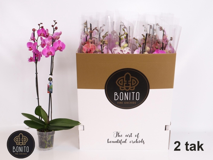 <h4>PHAL GEM 7 KL</h4>