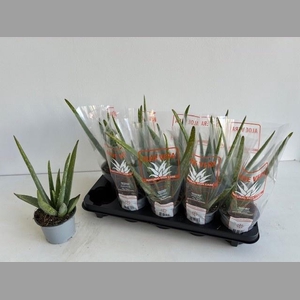 ALOE VERA