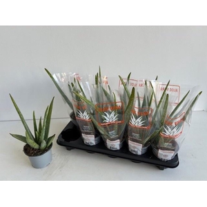 ALOE VERA P12
