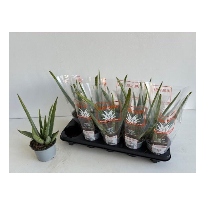 <h4>ALOE VERA</h4>
