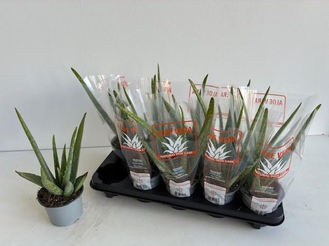 <h4>ALOE VERA</h4>