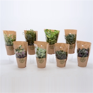 Groen Mix 12cm - Compact - Eco Hoes