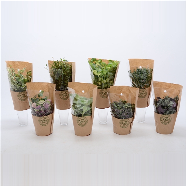 <h4>Groen Mix 12cm - Compact - Eco Hoes</h4>