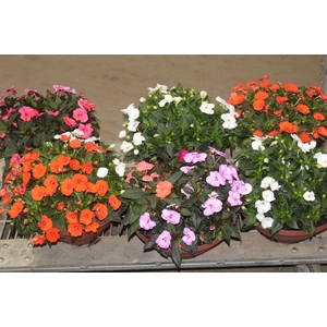 SUNPATIENS C32