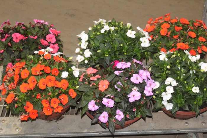 <h4>SUNPATIENS C32</h4>