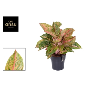 Aglaonema Samba Red P19