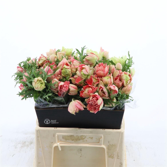 <h4>Anemone Fullstar Strawberry</h4>