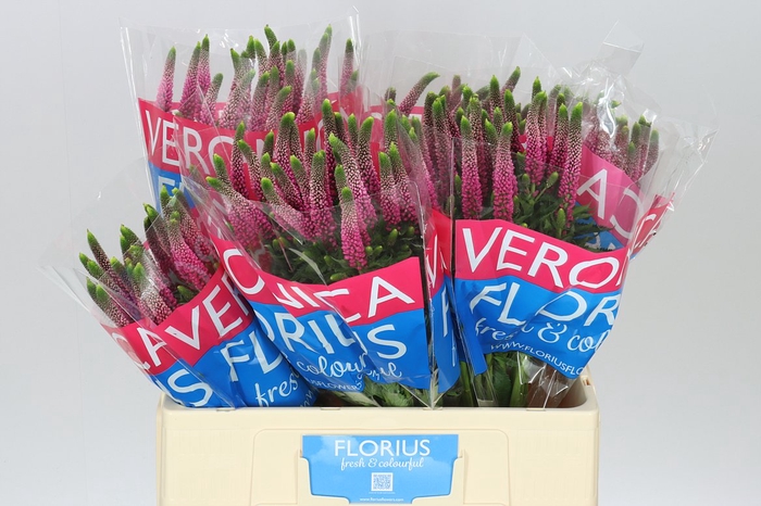 <h4>Veronica Artist Pink X 25</h4>