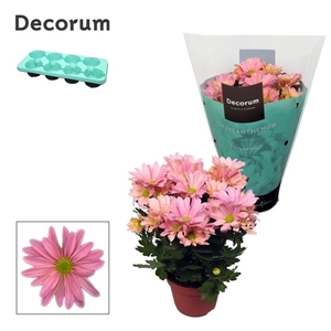 Chrysanne Margarita Pink
