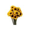 Helianthus Vincent's