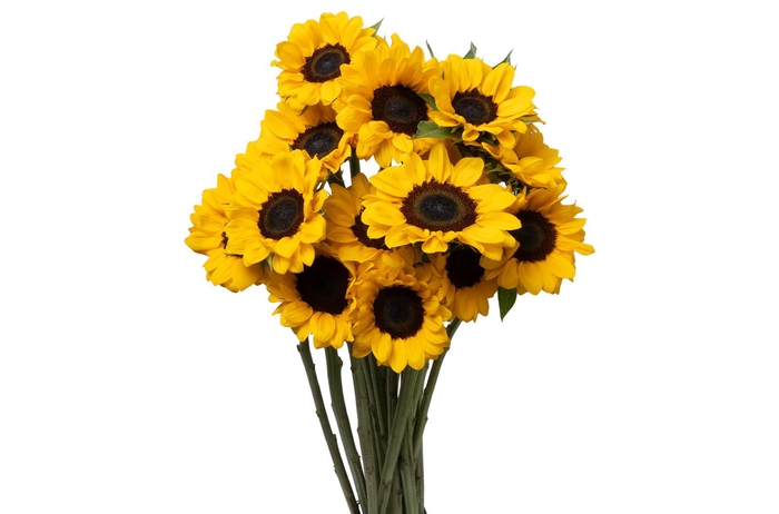 Helianthus Vincent's