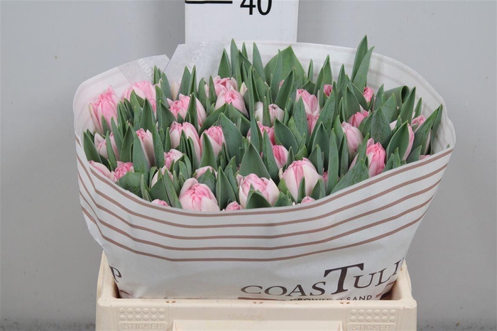 <h4>Tu Du Foxtrot</h4>