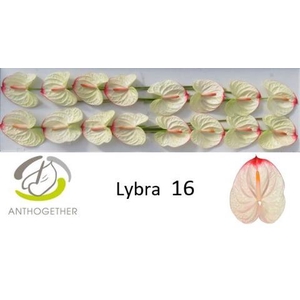 Anthurium Lybra