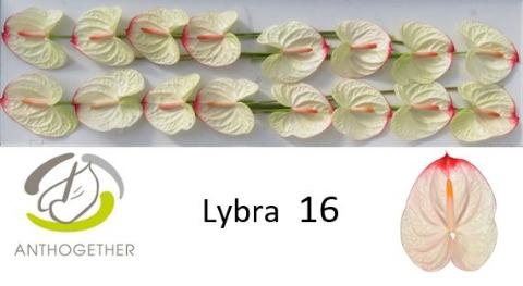 <h4>ANTH A LYBRA</h4>