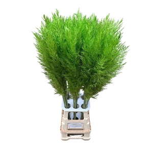 Cortaderia Opgetrokken Groen Stem
