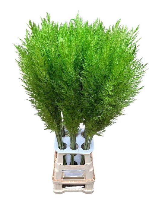 <h4>Cortaderia Opgetrokken Groen Stem</h4>