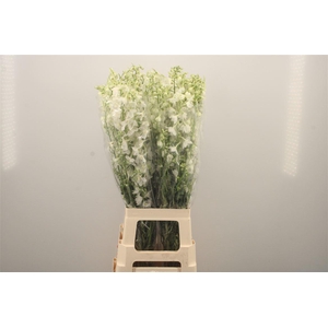 Delph En Be An White