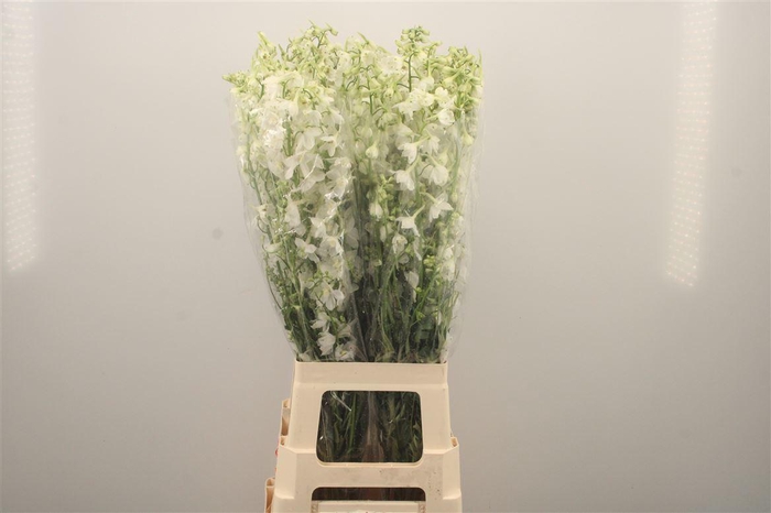 <h4>Delph En Be An White</h4>