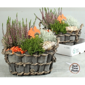 ARR TUINPLANTEN