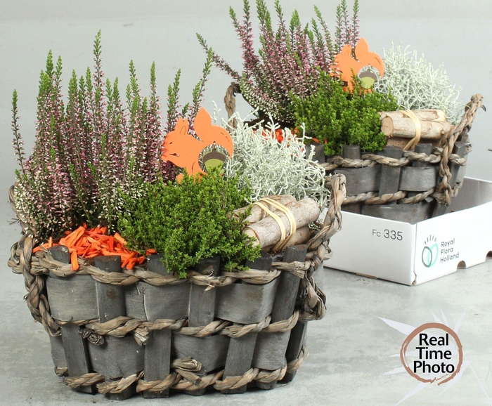 <h4>ARR TUINPLANTEN</h4>