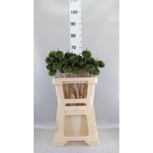 Decoratieve materialen   ...H%