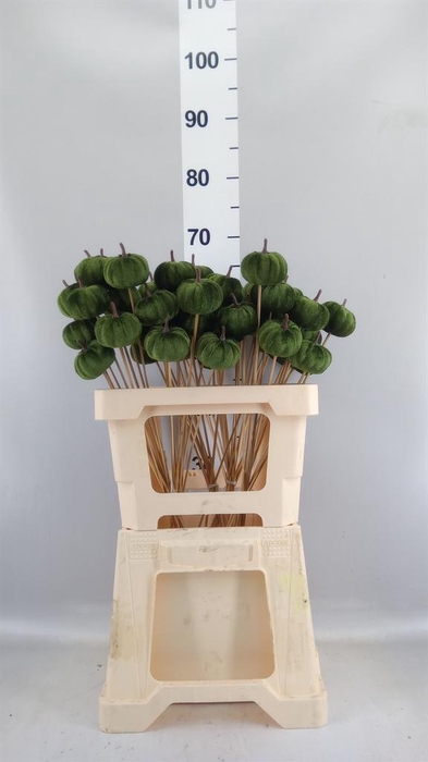 <h4>Decoratieve materialen   ...H%</h4>
