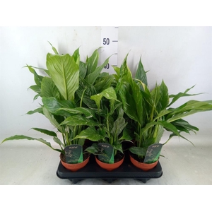 Spathiphyllum  'Diamond'