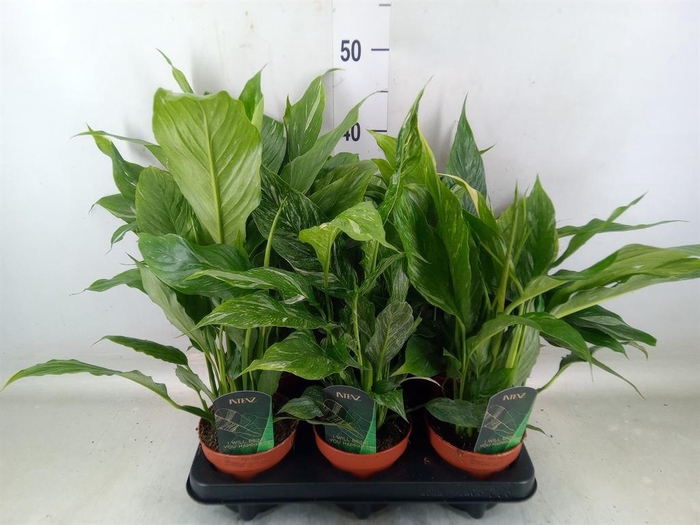 <h4>Spathiphyllum  'Diamond'</h4>