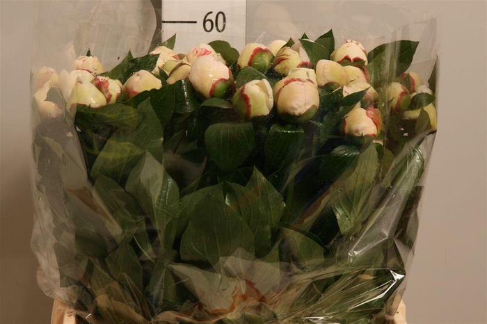 <h4>Paeo Festiv Maxima</h4>