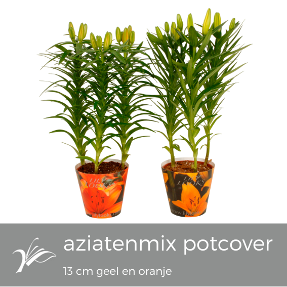 <h4>Lilium 13 cm aziatenmix potcover (az. lelie)</h4>
