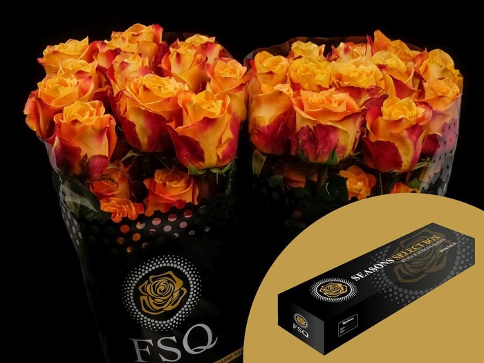 <h4>R GR Silantoi Xl Box</h4>