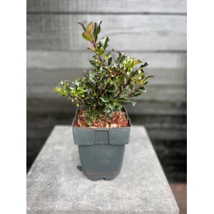 Ilex meserveae 'Blue Angel' P17