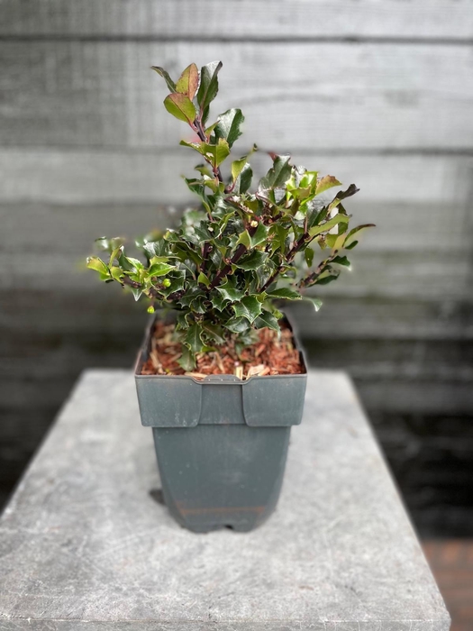 <h4>Ilex meserveae 'Blue Angel' P17</h4>