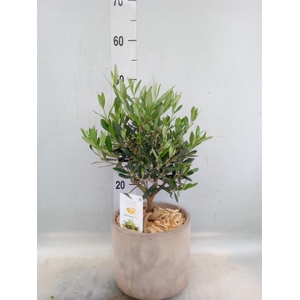 Arr.   Tuinplanten H%