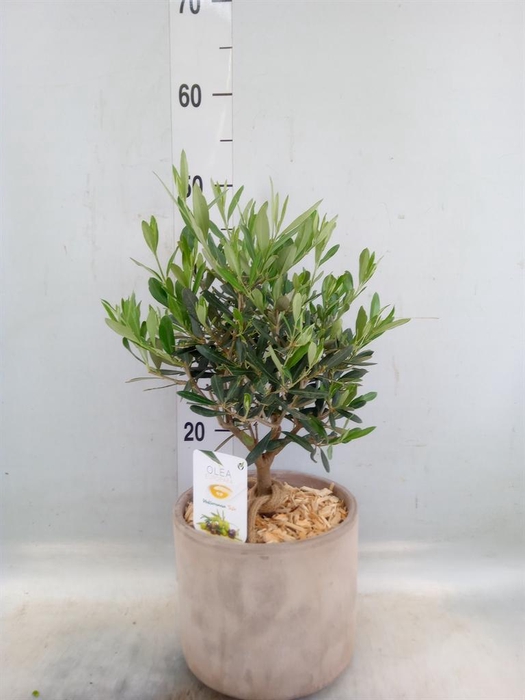 <h4>Arr.   Tuinplanten H%</h4>