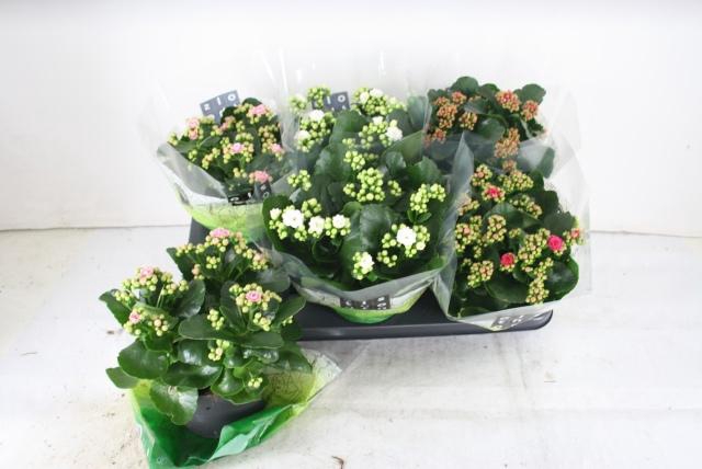 <h4>KAL GE GEM 4 KL</h4>