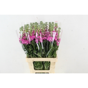 MATTHIOLA IRON ROSE