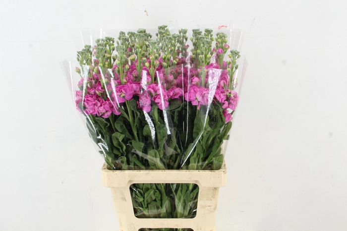 <h4>MATTHIOLA IRON ROSE</h4>