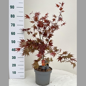 ACER PA ATROPURPUREU