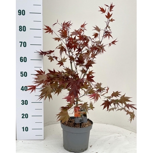 ACER PA ATROPURPUREU