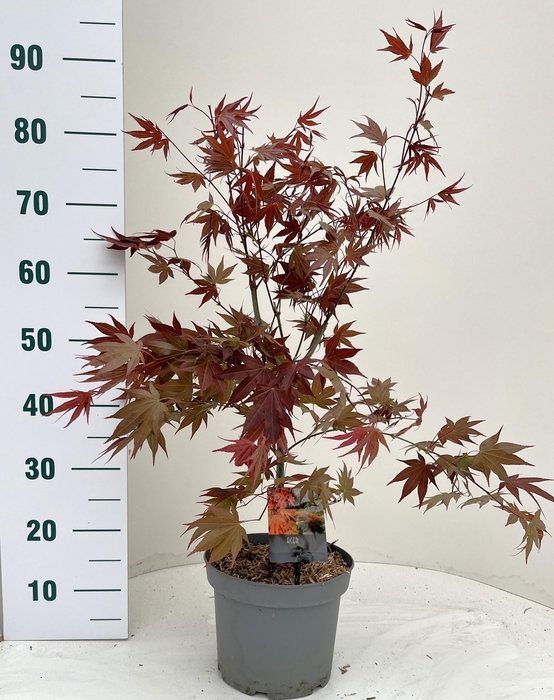 <h4>ACER PA ATROPURPUREU</h4>