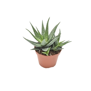 Aloe Migori