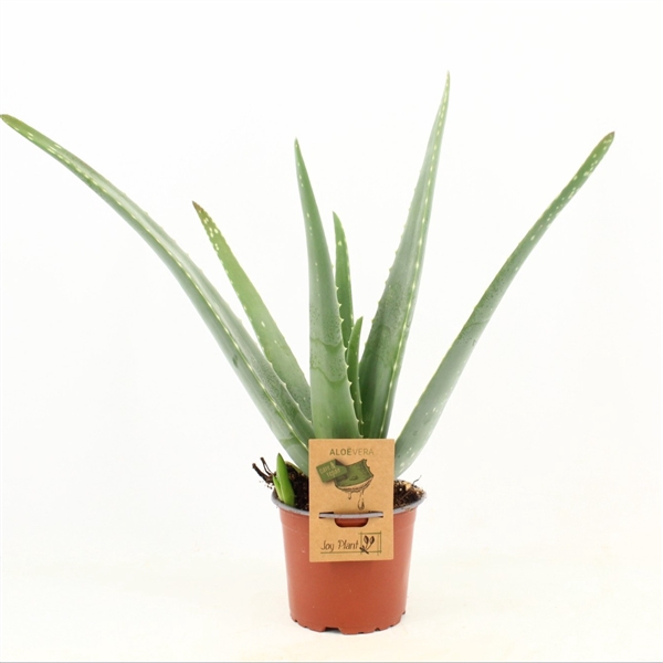 <h4>Aloe vera</h4>